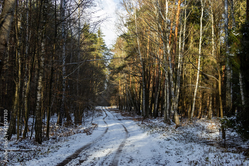 The winter in Florianow Natural Reserve in Mazovia District, Poland