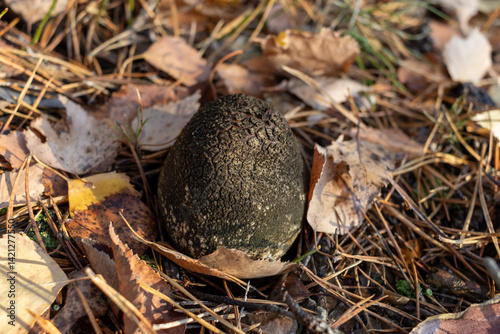 An old mushroom, common earthball (Scleroderma citrinum), also called pigskin poison puffball