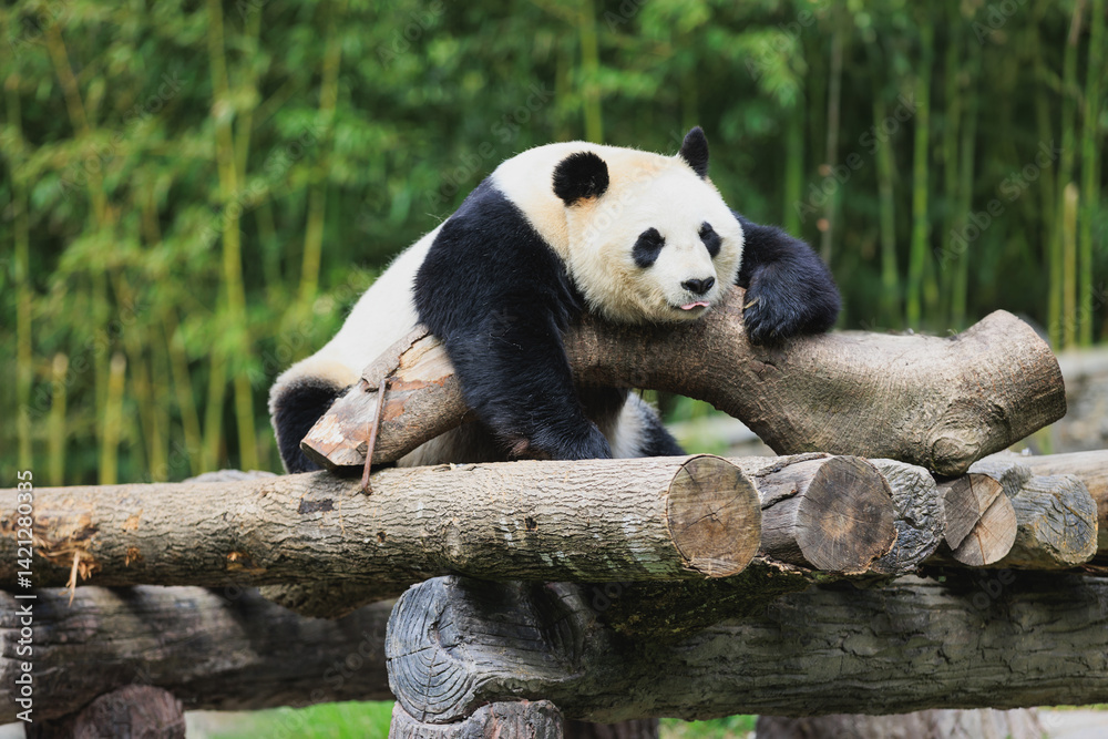 Naklejka premium One giant panda lying on tree logs