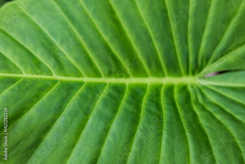 Nahaufnahmen einesdtropischen Grünen Blattes