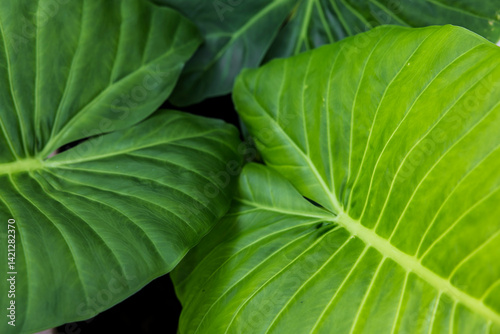 Nahaufnahmen einesdtropischen Grünen Blattes