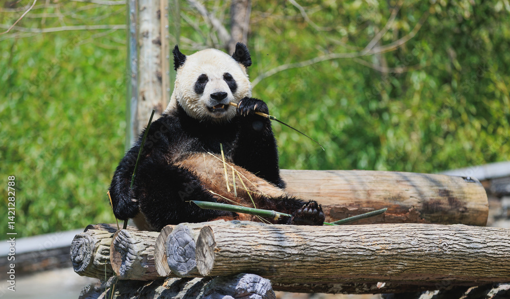 Obraz premium Giant panda eating bamboo in park