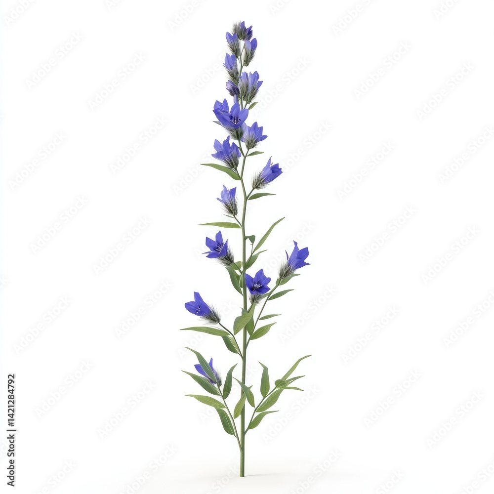 Fototapeta premium Lavender-blue bellflower plant isolated on white.