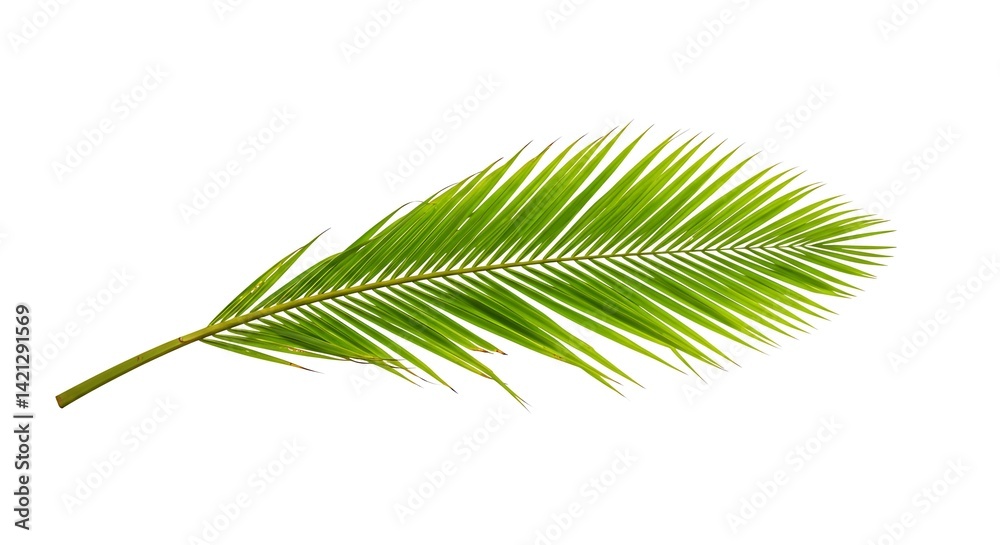Obraz premium Coconut leaf white background. Brazilian food