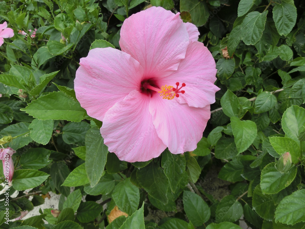 The Red China Rose or Rosa chinensis is a captivating flowering shrub native to Southwest China, celebrated for its vibrant red blooms and historical significance in horticulture.