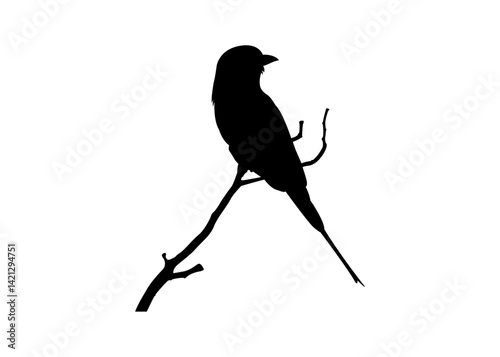 Set of black bird silhouettes perched on tree branches