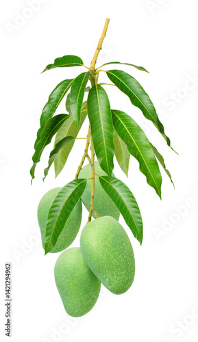 Mango with leaf on branch