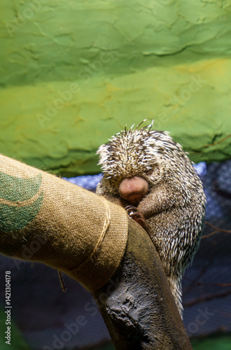 Brazilian porcupine curled up on a tree branch in captivity photo