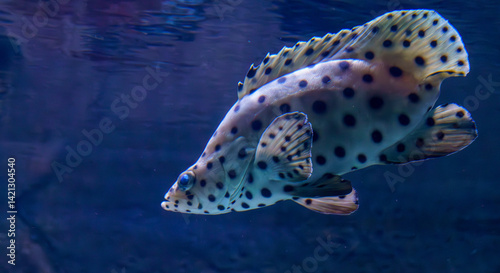 Obraz na płótnie Spotted leopard coral grouper swimming in tropical marine aquarium.. w salonie