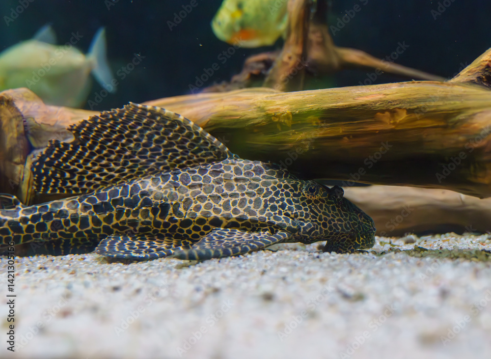 Spotted sailfin pleco resting on sand in aquarium..