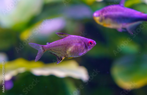 Obraz na płótnie Colorful black tetra swimming in a planted freshwater aquarium.. w salonie