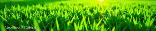 Geometric short-grass pattern, rich green hues, sunlit texture, detail, healthy, landscape