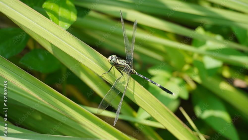slender skimmer or green marsh hawk slender skimmer or green marsh hawk