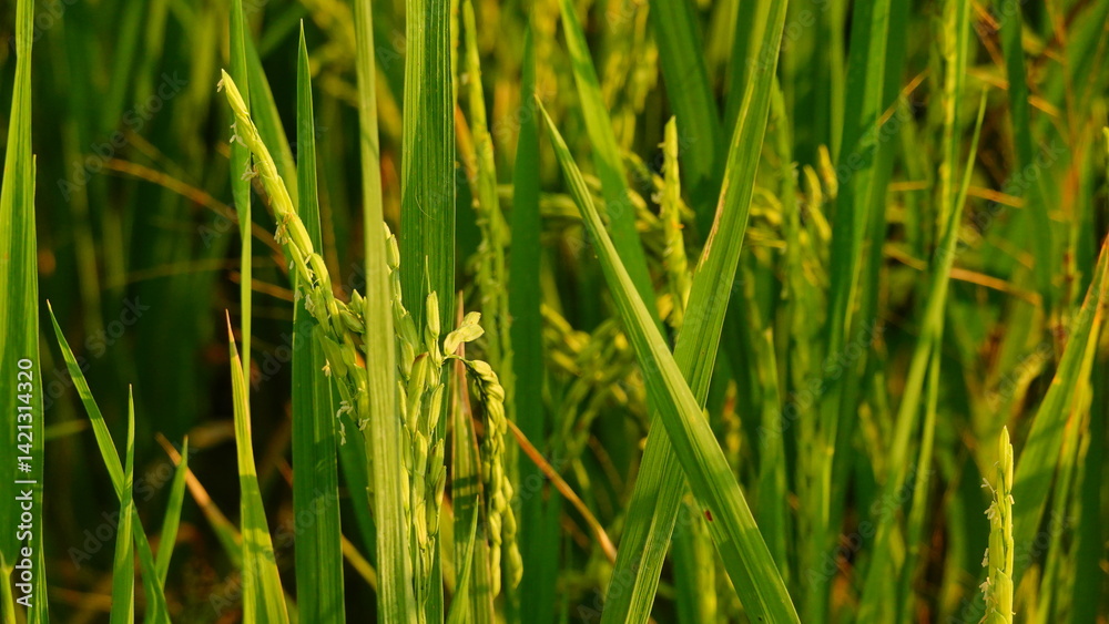 Rice field agriculture grain food yield season Rice field agriculture grain food yield season