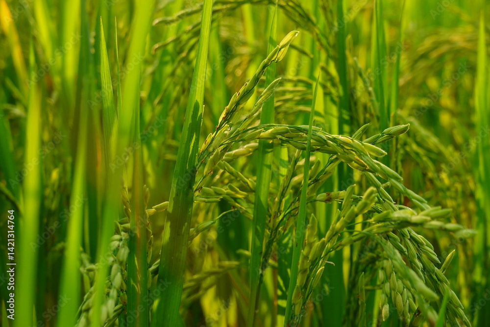 Rice field agriculture grain food yield season Rice field agriculture grain food yield season