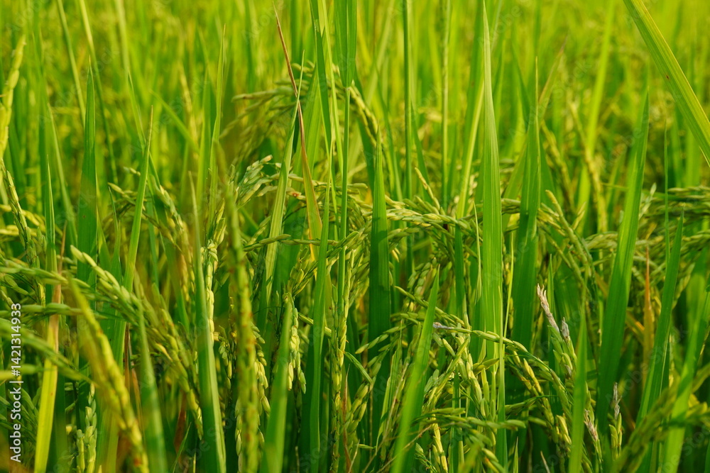 Rice field agriculture grain food yield season Rice field agriculture grain food yield season