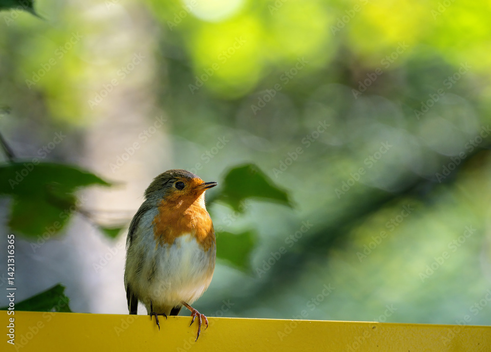 Closeup of an european robin bird
