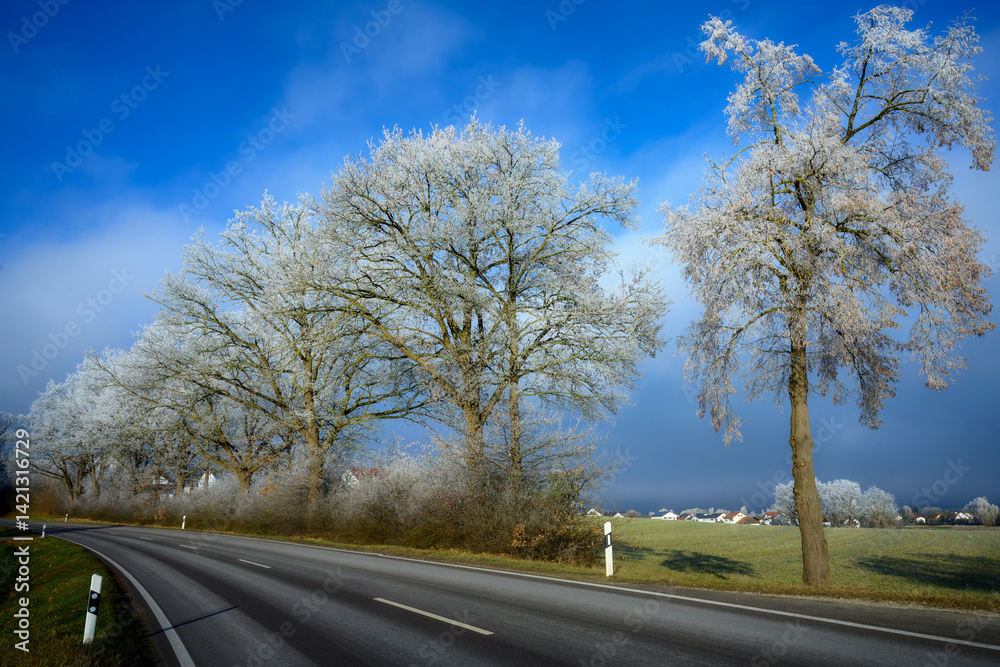 Country road along trees covered with white frost