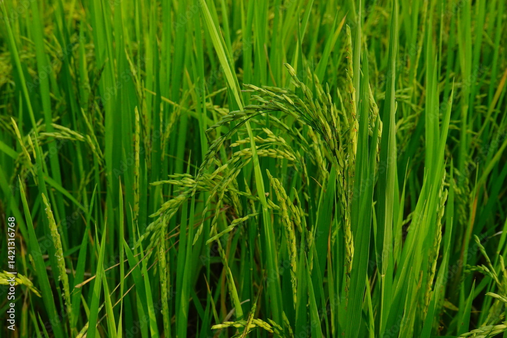 Rice field agriculture grain food yield season Rice field agriculture grain food yield season
