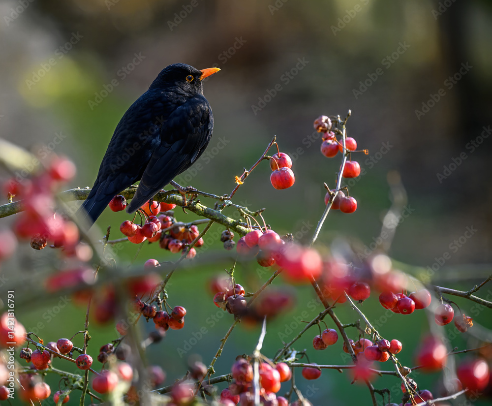 Blackbird sitting in an apple tree