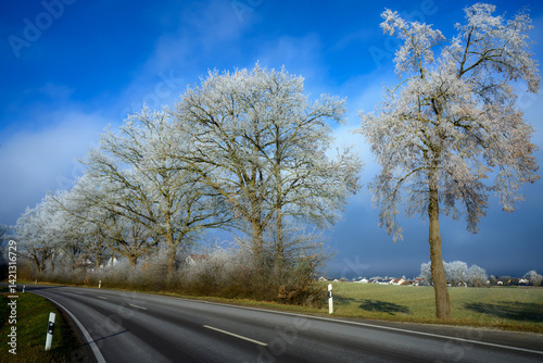 Obraz na płótnie Country road along trees covered with white frost w salonie