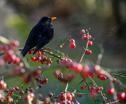 Obraz na płótnie Blackbird sitting in an apple tree w salonie