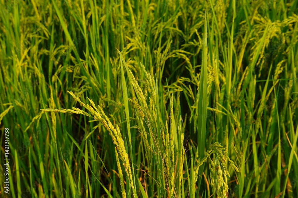 Rice field agriculture grain food yield season Rice field agriculture grain food yield season