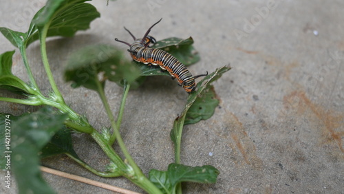 Common indian crow or Euploea core.  Larvae of common crow butterfly. Caterpillar. Plant eater Insect.