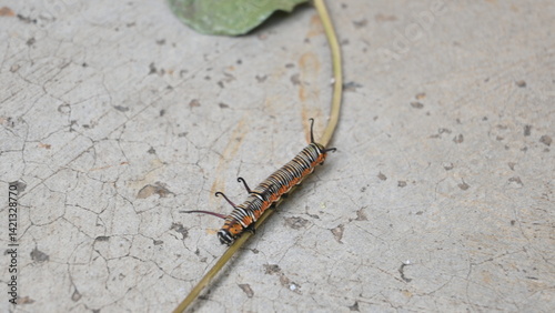 Common indian crow or Euploea core.  Larvae of common crow butterfly. Caterpillar. Plant eater Insect.
