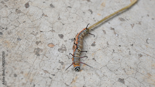 Common indian crow or Euploea core.  Larvae of common crow butterfly. Caterpillar. Plant eater Insect.