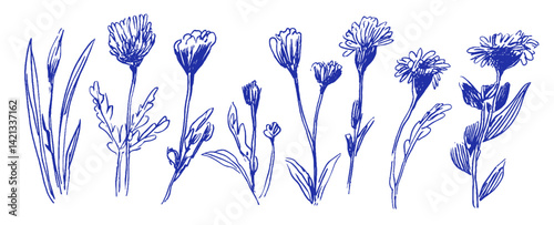 Exploring whimsical linear doodles of Mediterranean flowers in vibrant crayon-like chalk colors