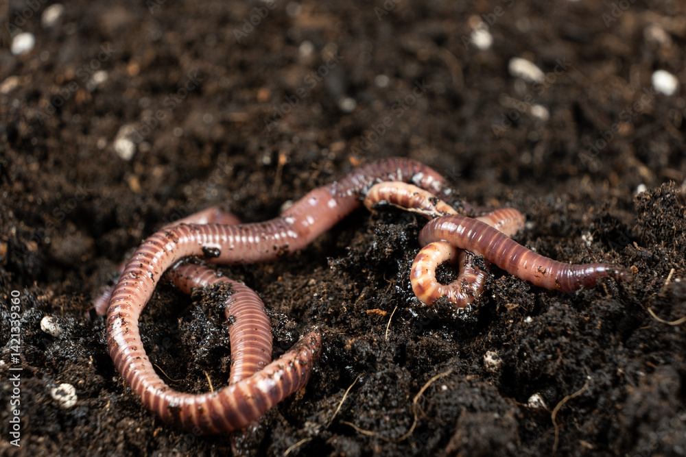 Earthworms on Soil Close-Up Macro View. Earthworms on Soil Close-Up Macro View.