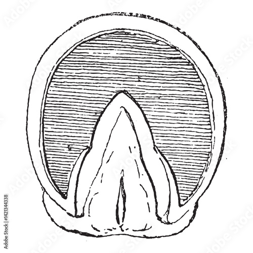 Horse's Hoof Front Upright⁠ 