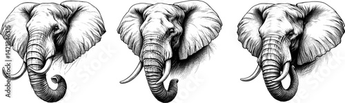 Head of elephant pen ink style linework drawing sketch hand drawn vector illustration background