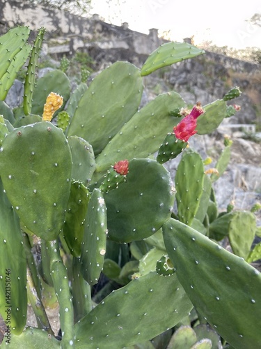 Cactus blooming, Koh sichang Thailand , sichang island