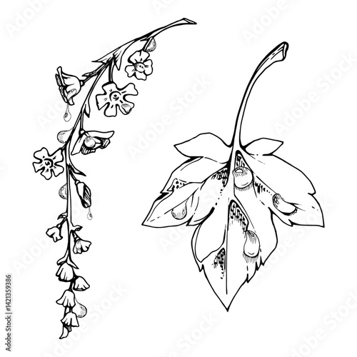 Green leaf, long cluster flower in water dew drops. Bush tree foliage hand drawn in vector ink, Currant gooseberry maple sycamore avens. Isolated botanical illustration. Florist shop, herbal cosmetics