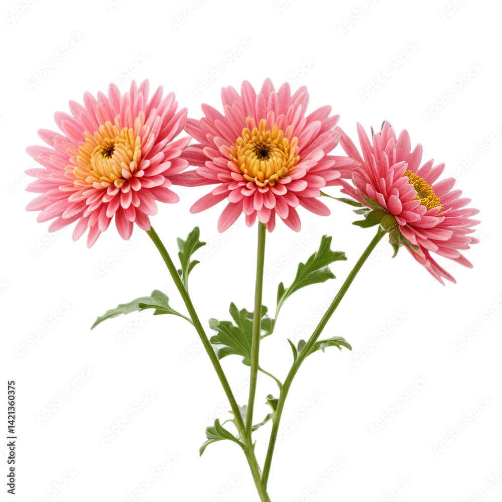 gerber daisy isolated on white gerber daisy isolated on white
