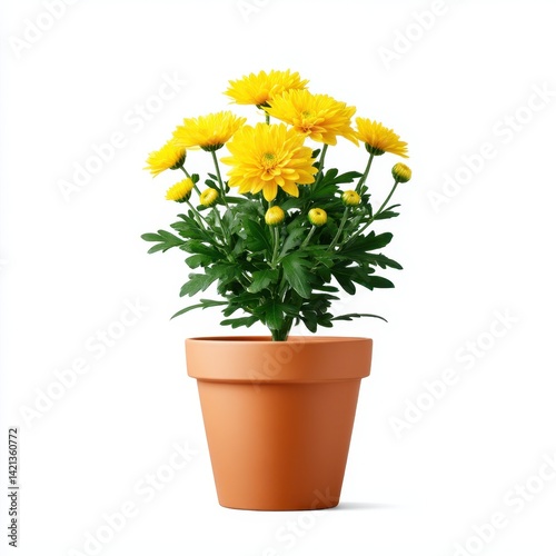 Wallpaper Mural Yellow chrysanthemum in pot still life on white background Torontodigital.ca