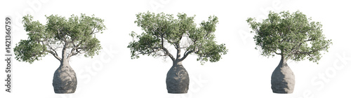 Adansonia Gregorii – Isolated PNG of Australian Bottle Tree, Shadowless