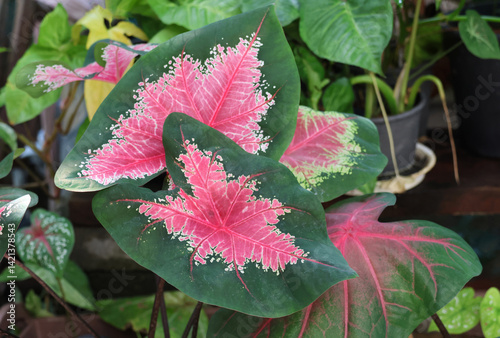 Caladium leaves fresh pink and green color growth in the garden 
