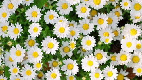  白と黄色が美しい春風に揺れるノースポール(カンシロギク)の花