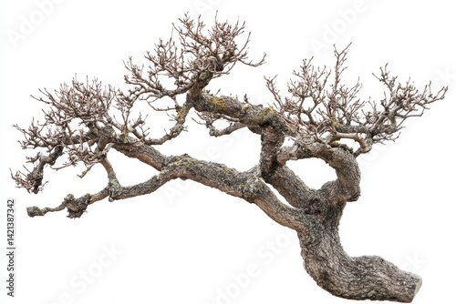 Bare, gnarled bonsai tree against a white background.  Mature, contorted branches extend outwards from a thick, textured trunk.  Dry, muted tones of grayish-brown and light yellow lichen