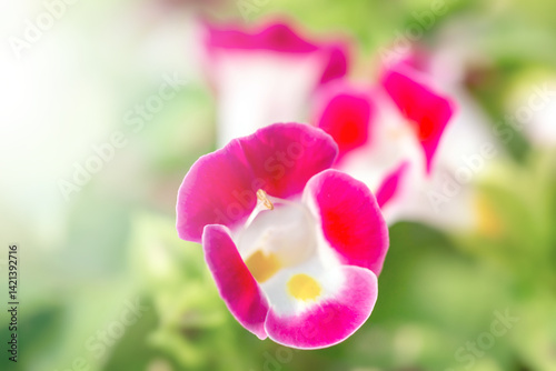 The wishbone flower are in full bloom