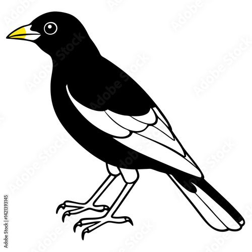Common Myna Vector on White Background