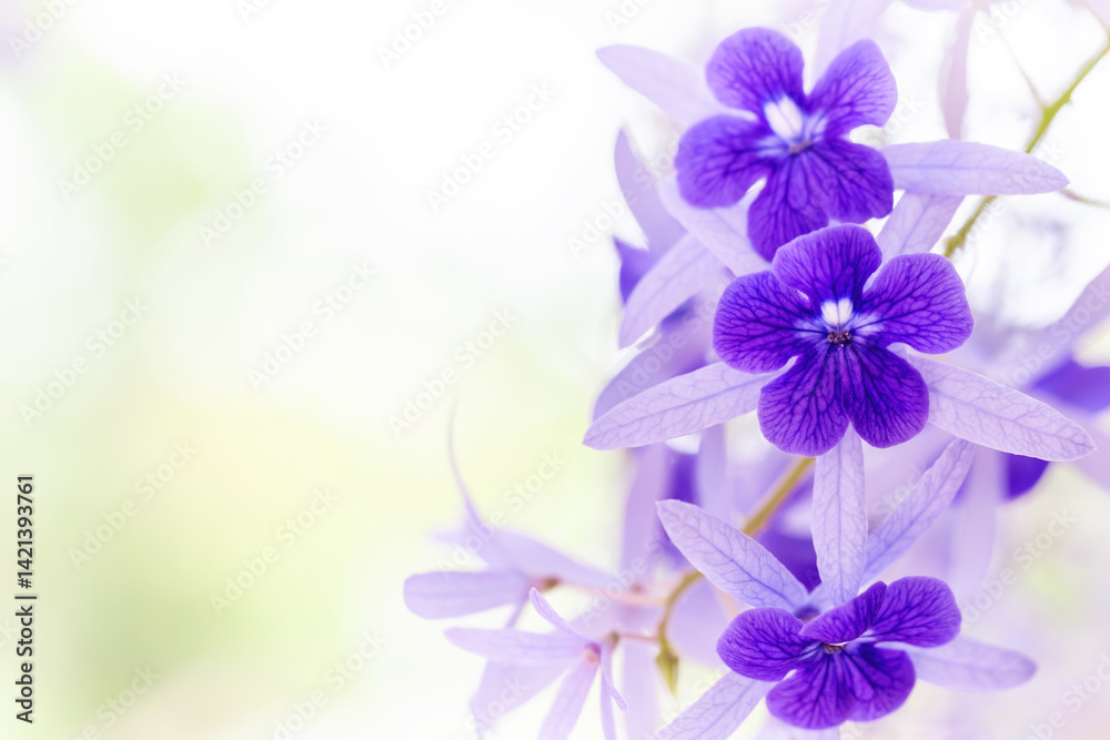 Obraz premium A beautiful tropical purple flowers sandpaper vine, purple wreath or queens wreath