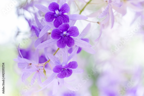 A beautiful tropical purple flowers sandpaper vine, purple wreath or queens wreath