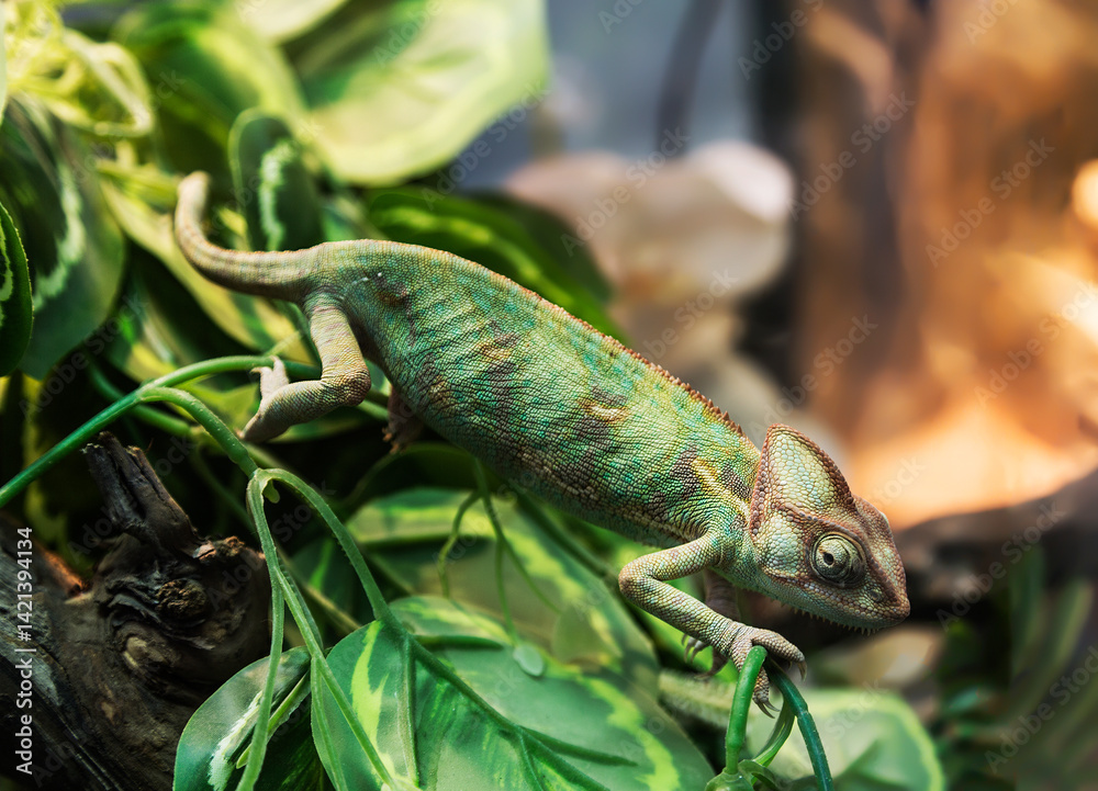 Yemen chameleon, (Chamaeleo calyptratus) in a terrarium, close-up