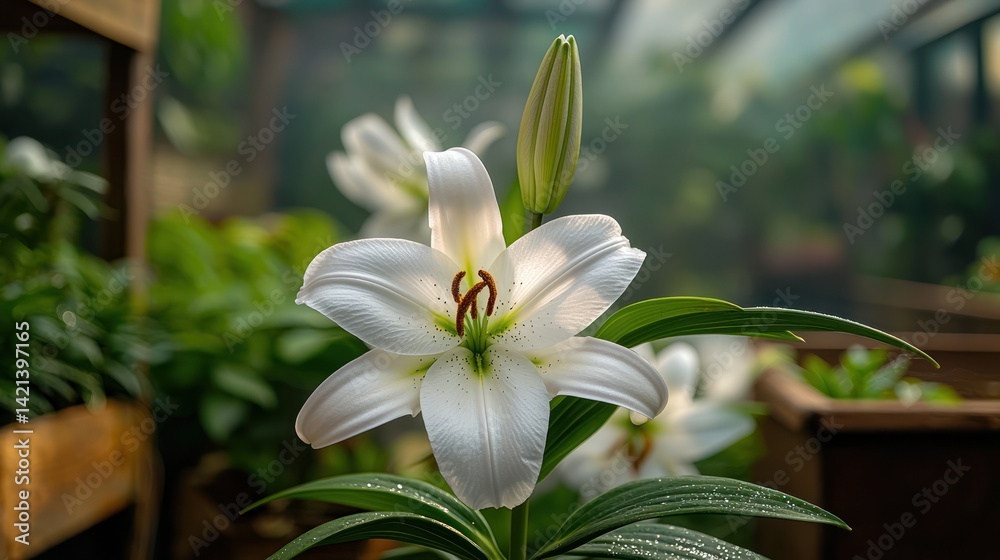 Obraz premium White Lily in Greenhouse