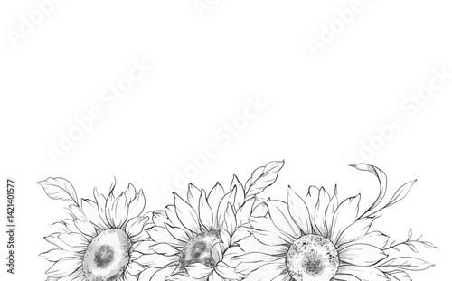 Sunflowers Line Drawing. Outline Sunflowers illustration. Hand Drawn Sunflowers background. Botanical Monochrome Floral Art. Sunflower Wedding