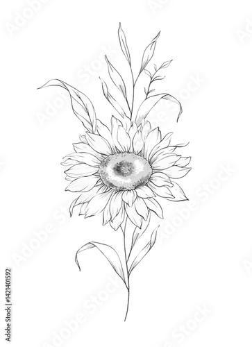 Sunflowers Line Drawing. Outline Sunflowers illustration. Hand Drawn Sunflowers background. Botanical Monochrome Floral Art. Sunflower Wedding